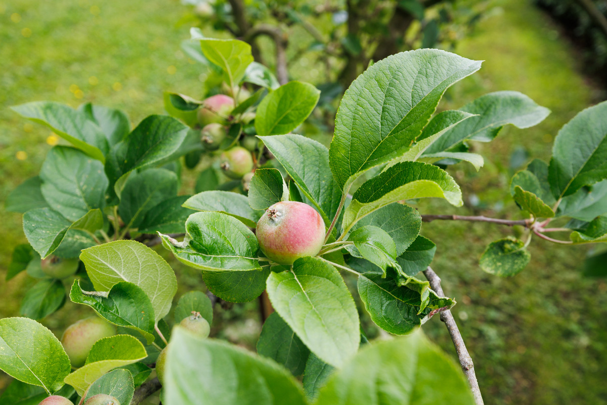 More Room & Privacy On 1.04ha