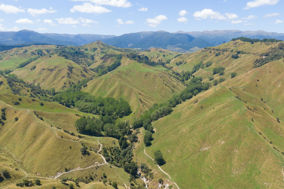 Strong Rangitikei Forward Store Country