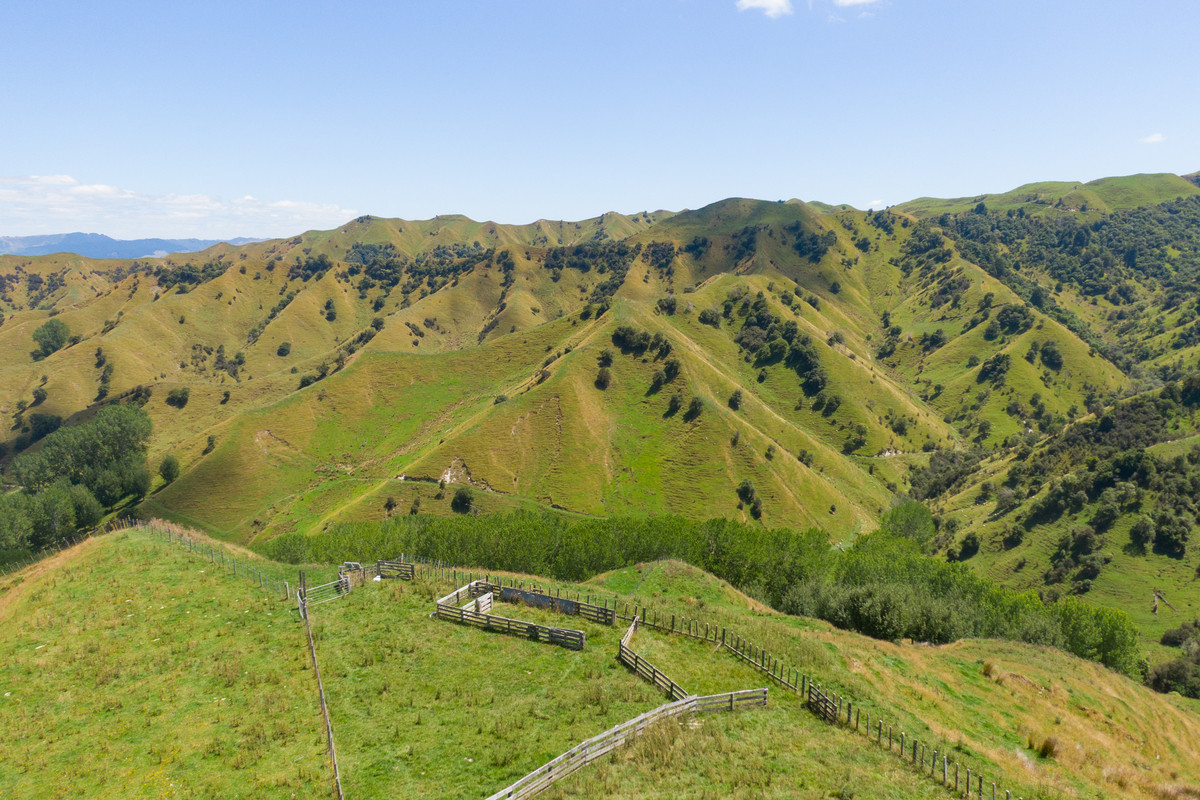Strong Rangitikei Forward Store Country
