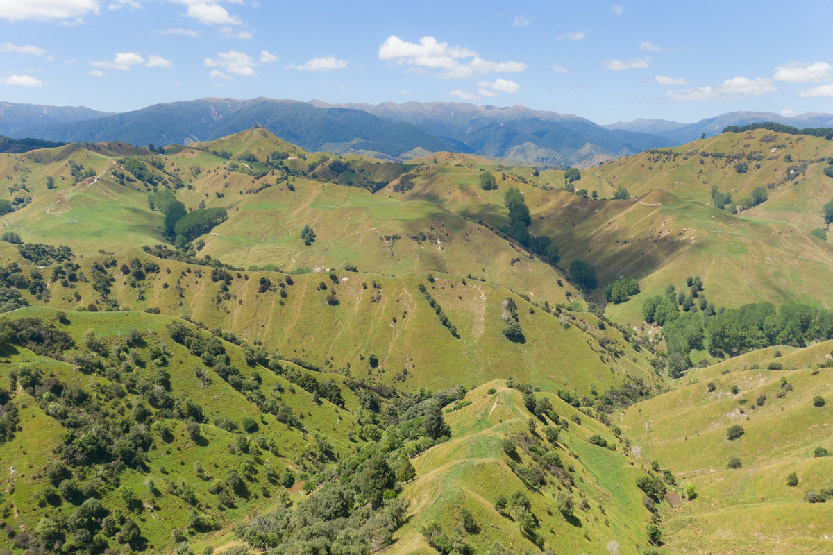 Strong Rangitikei Forward Store Country