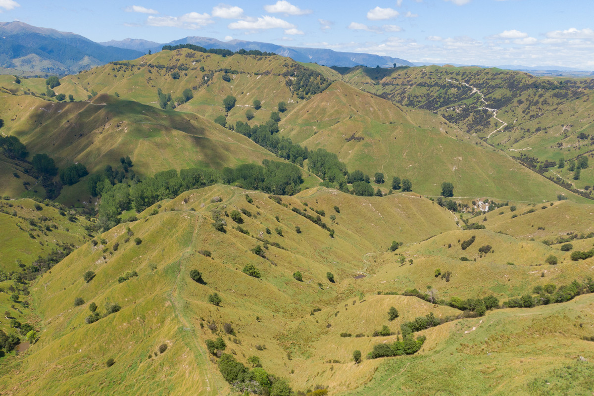 Strong Rangitikei Forward Store Country