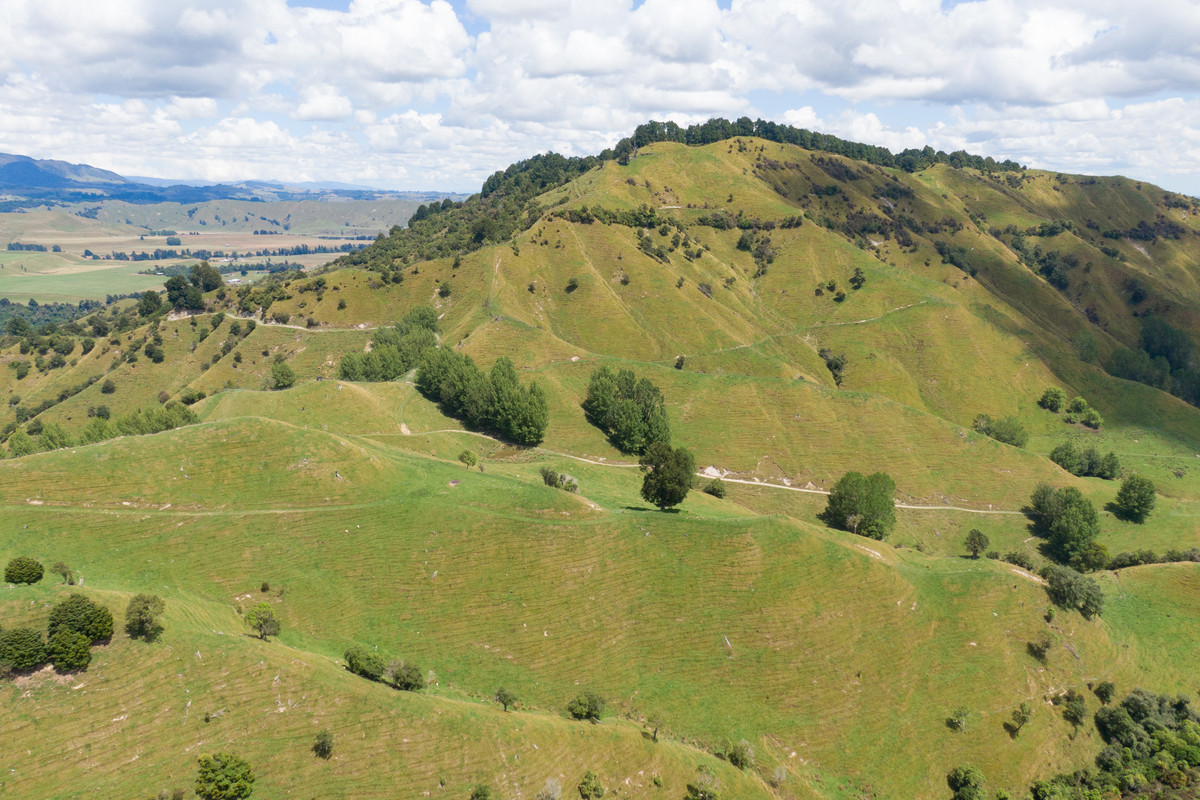 Strong Rangitikei Forward Store Country