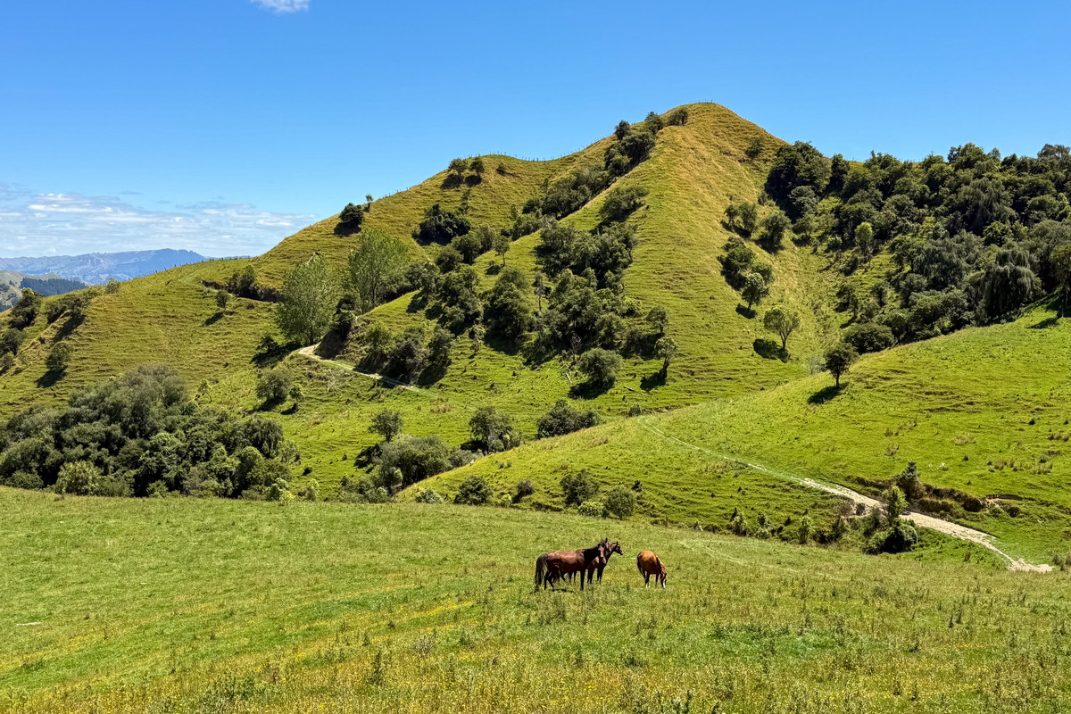 Strong Rangitikei Forward Store Country