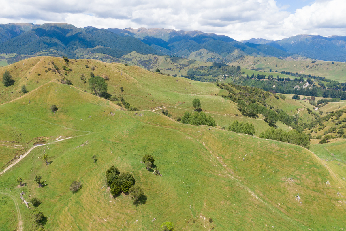 Strong Rangitikei Forward Store Country