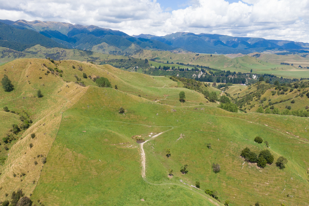 Strong Rangitikei Forward Store Country