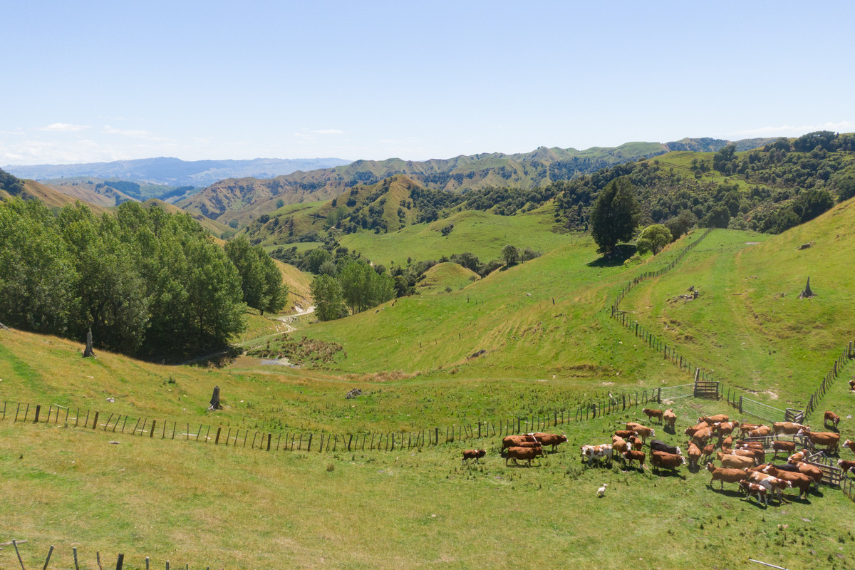 Strong Rangitikei Forward Store Country