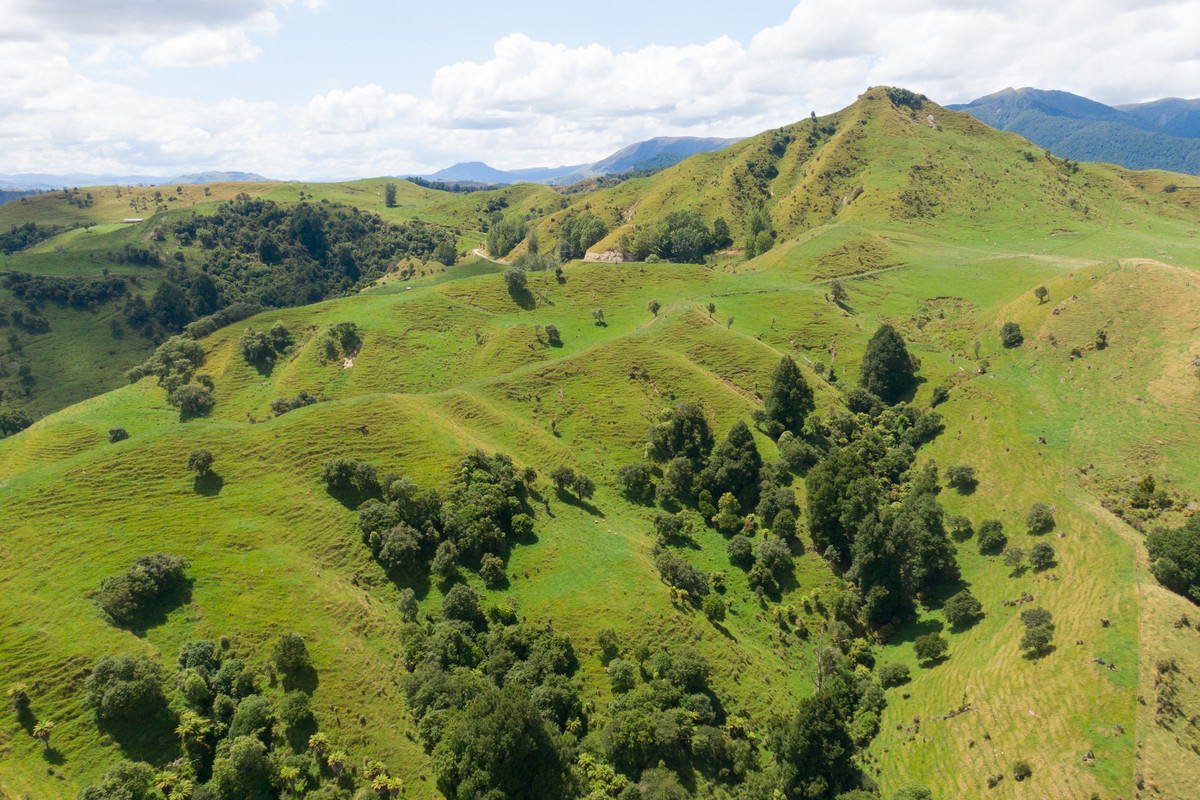 Strong Rangitikei Forward Store Country