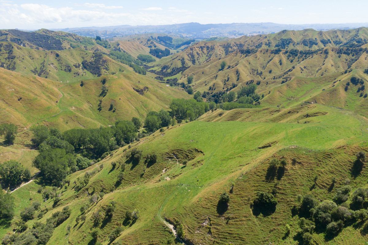 Strong Rangitikei Forward Store Country