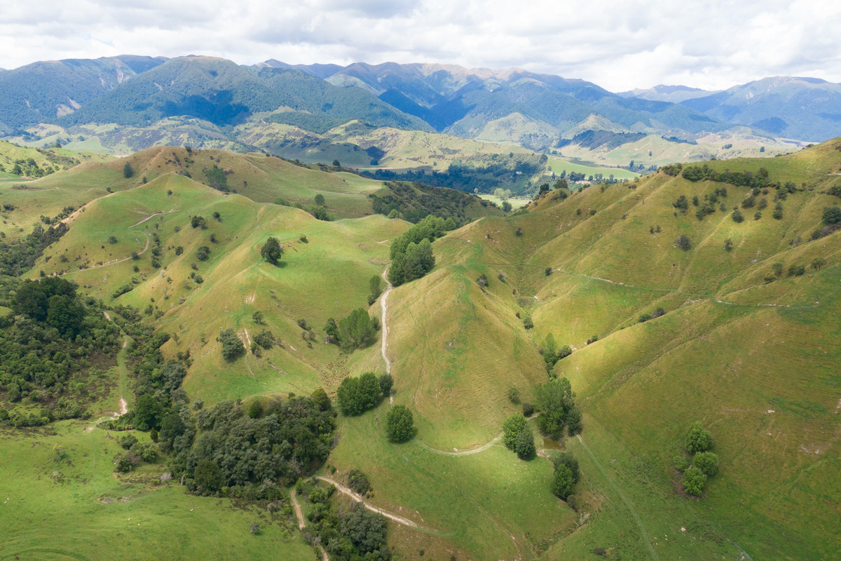 Strong Rangitikei Forward Store Country