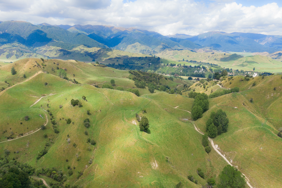 Strong Rangitikei Forward Store Country