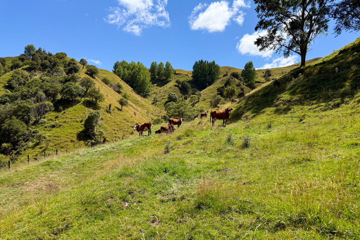 Strong Rangitikei Forward Store Country