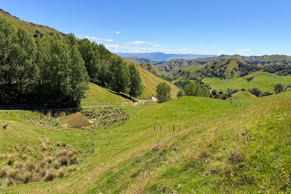 Strong Rangitikei Forward Store Country
