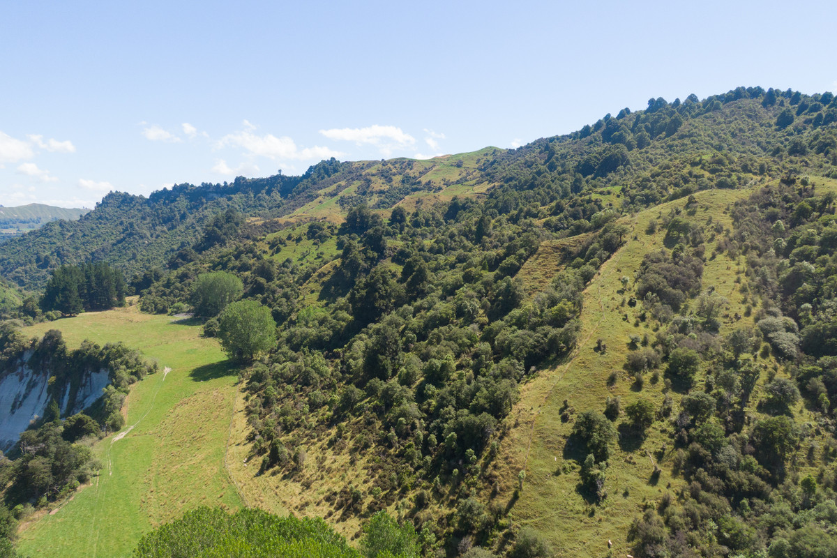 Strong Rangitikei Forward Store Country