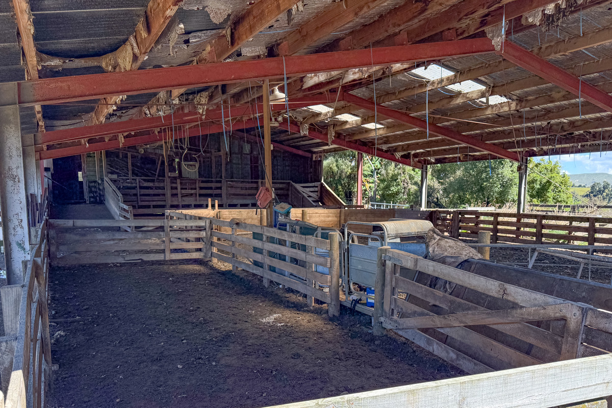 Strong Rangitikei Forward Store Country