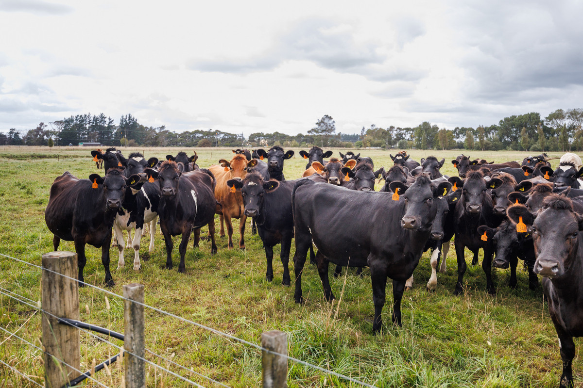Well Set Up For Cattle With Private Home That Overlooks It All!