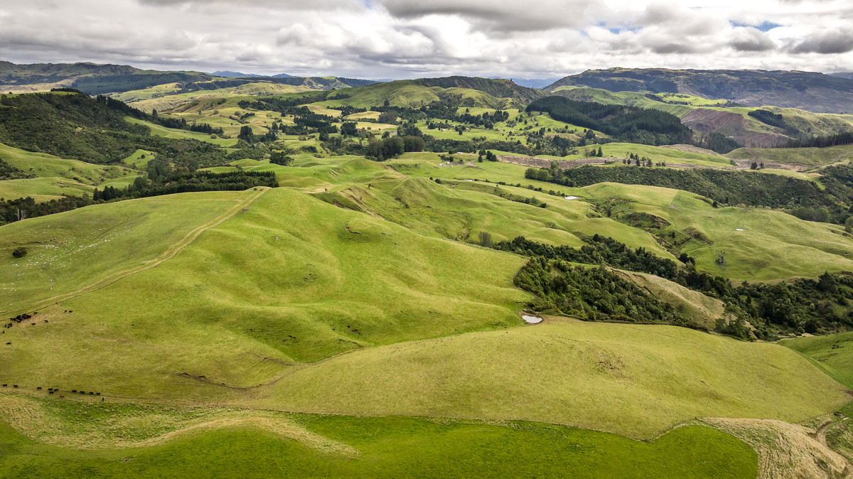 Puketitiri | Summer-Safe Farming Opportunity
