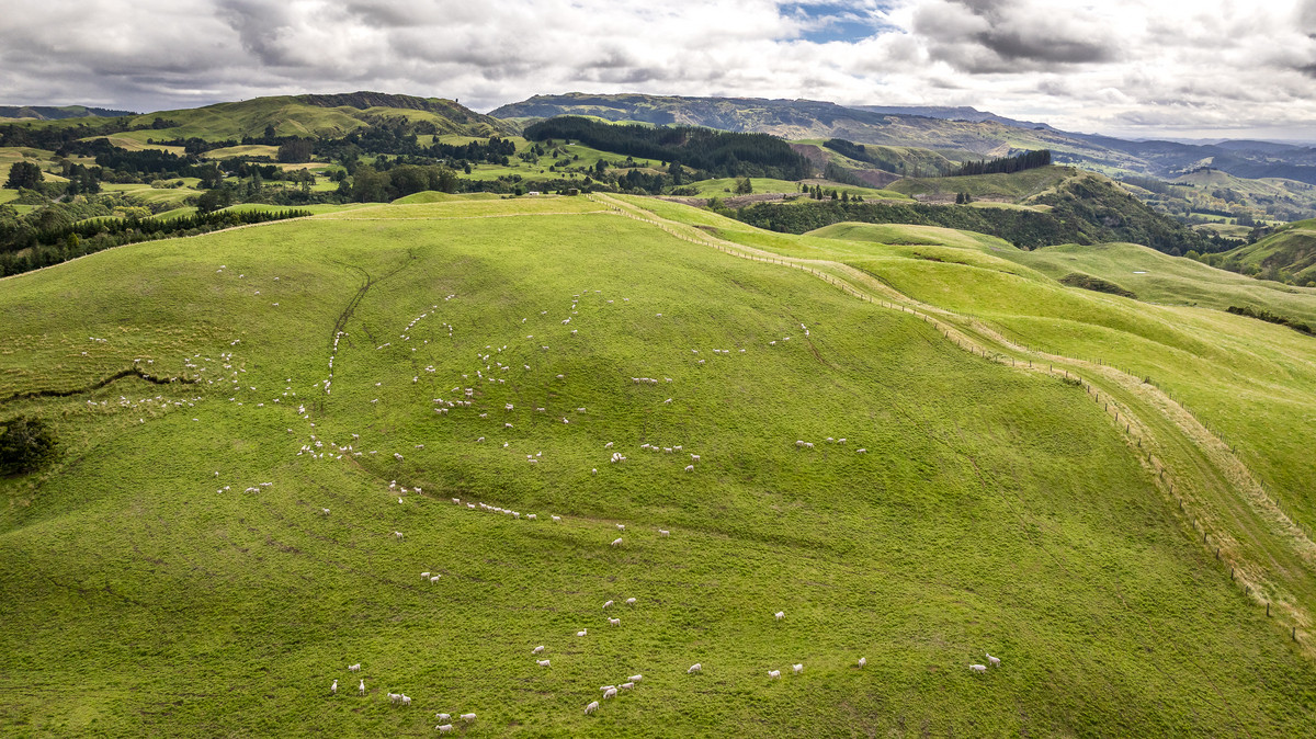 Puketitiri | Summer-Safe Farming Opportunity
