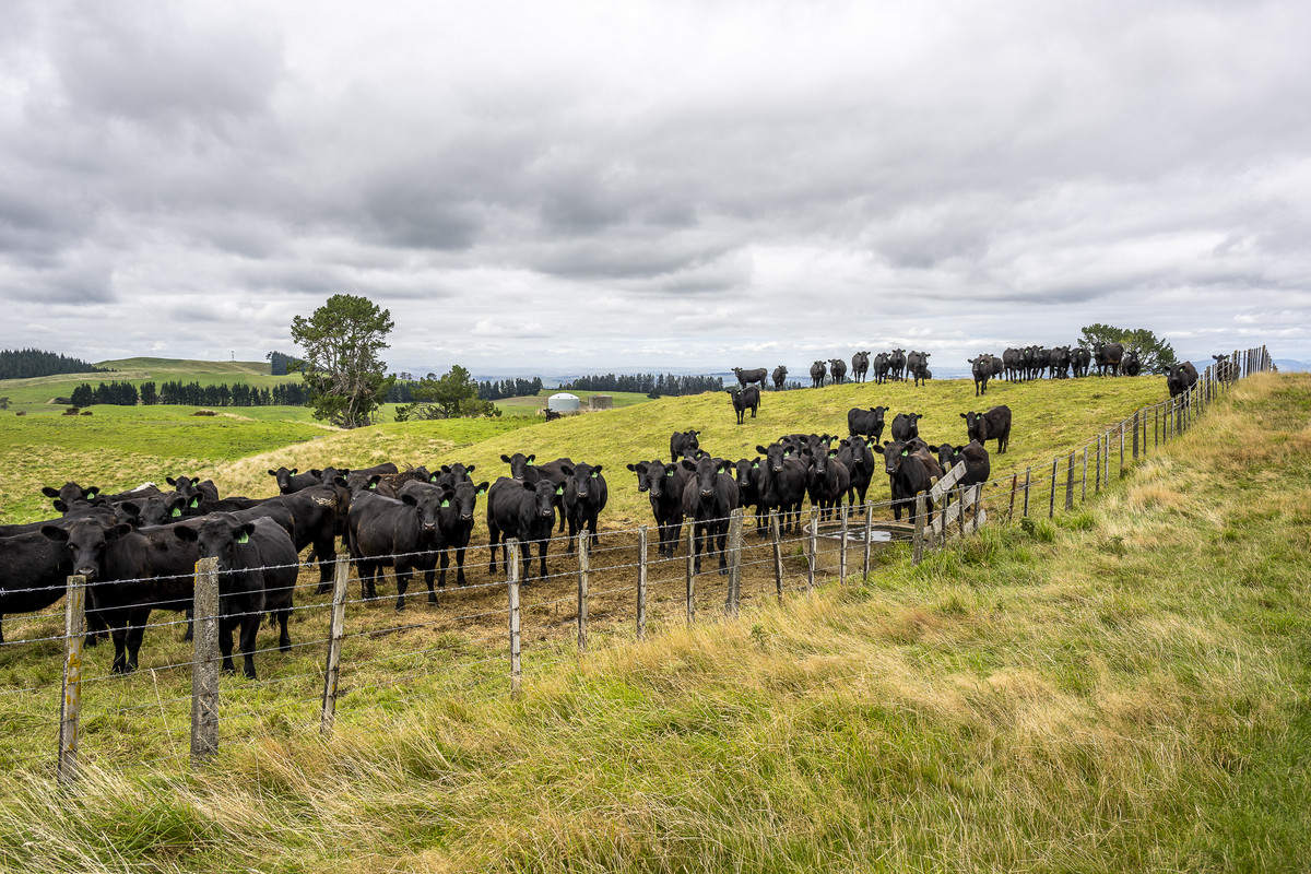 Puketitiri | Summer-Safe Farming Opportunity