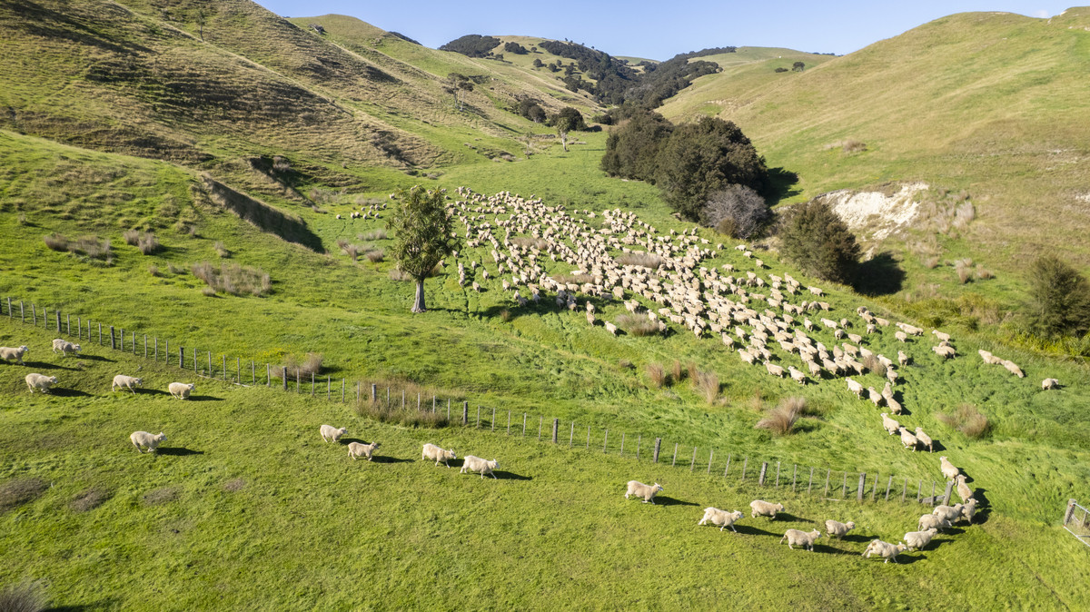Versatility and Potential Close to Martinborough