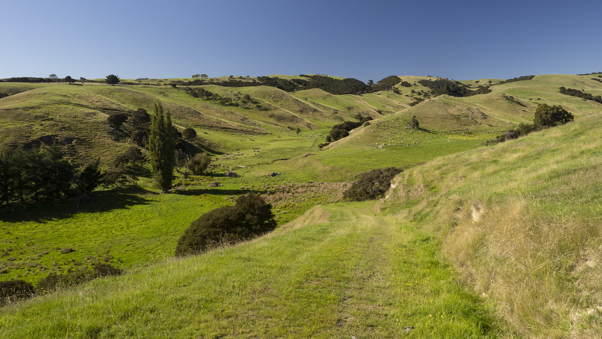 Versatility and Potential Close to Martinborough