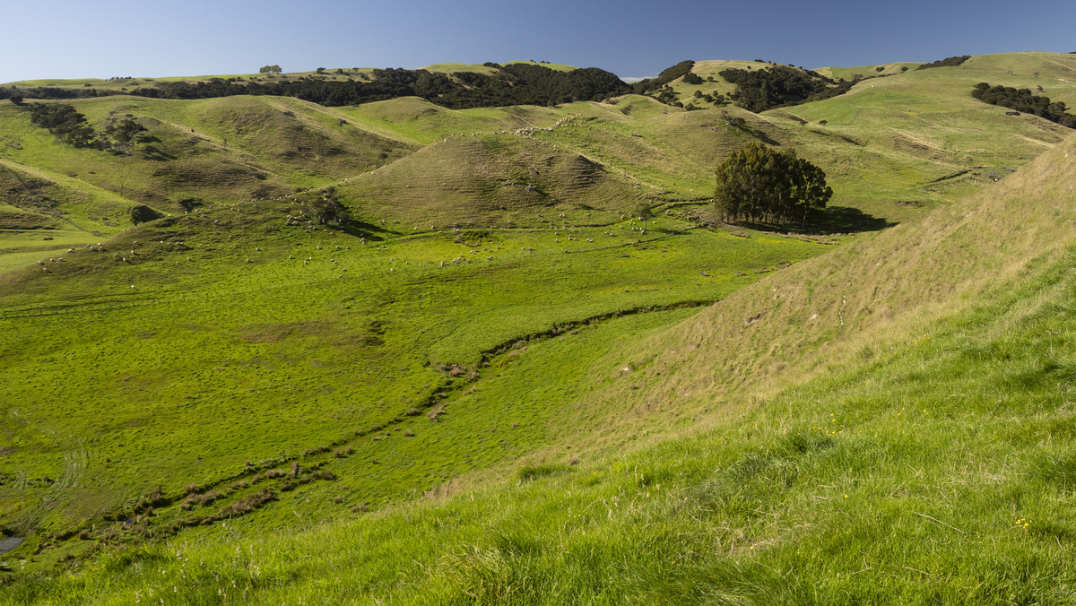 Versatility and Potential Close to Martinborough