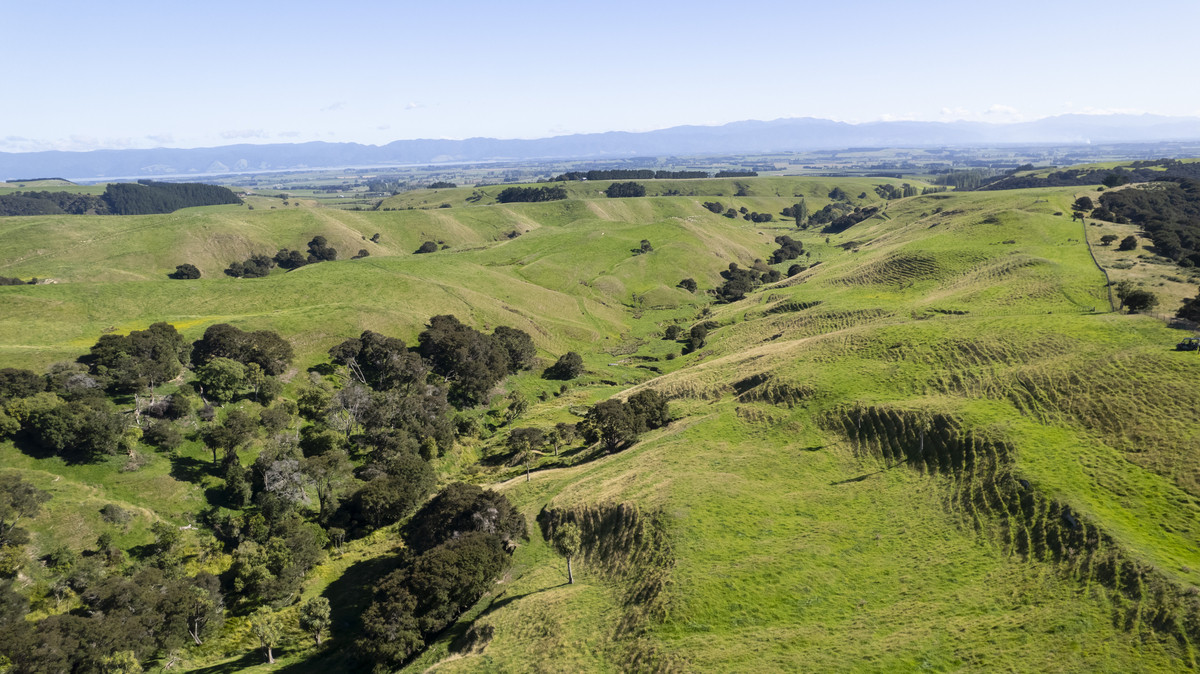 Versatility and Potential Close to Martinborough