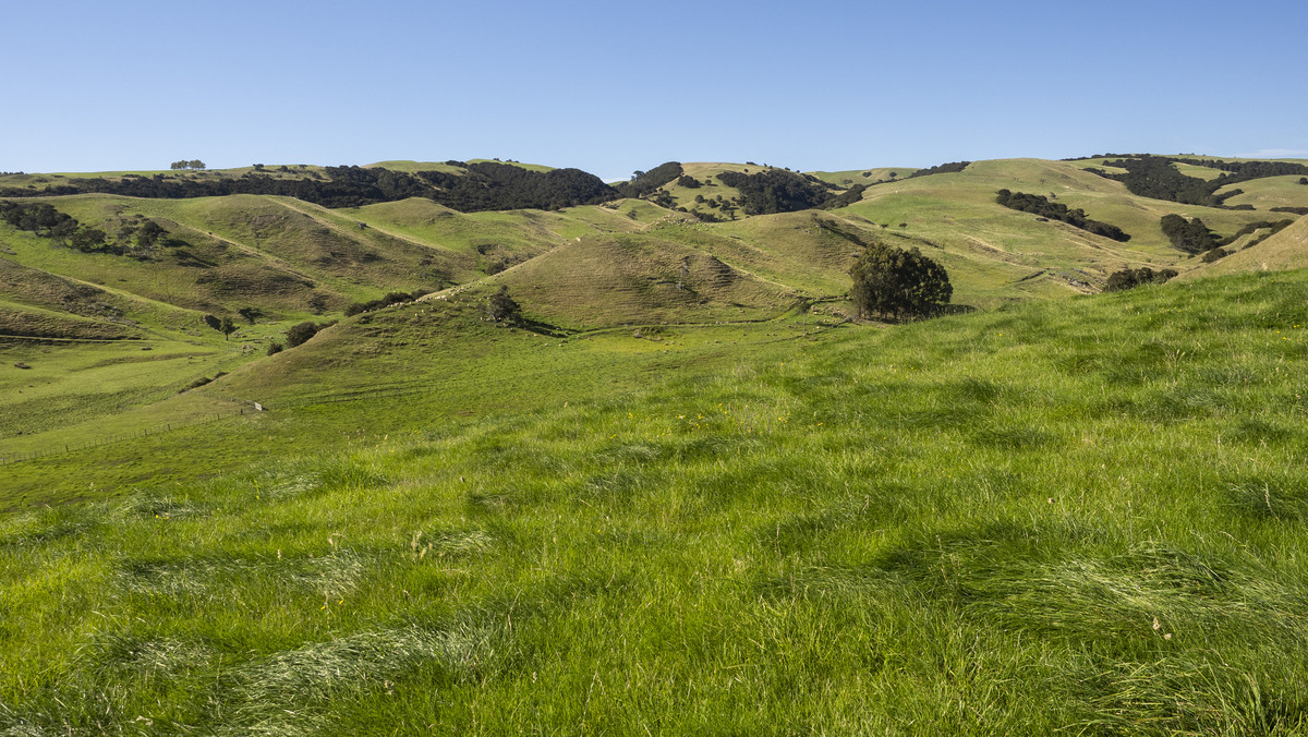 Versatility and Potential Close to Martinborough