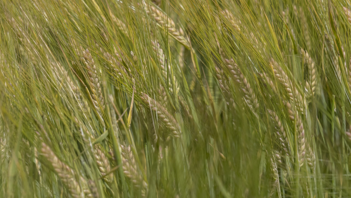 Centrally Located Cropping or Dairy Support Block
