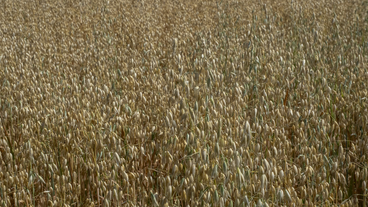 Centrally Located Cropping or Dairy Support Block