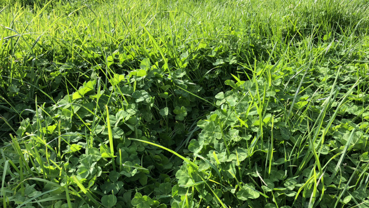 Location and Scope  - Good Clean Grazing Country