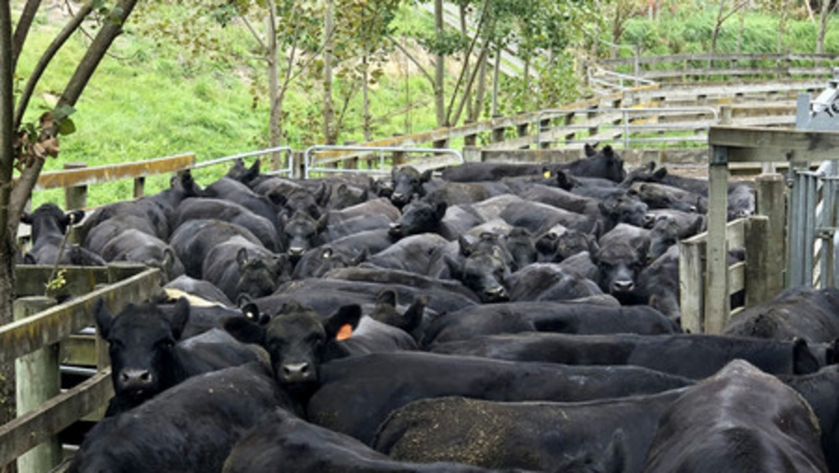 Location and Scope  - Good Clean Grazing Country