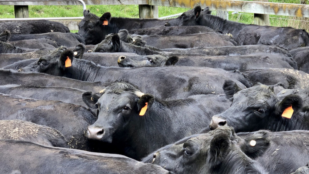 Location and Scope  - Good Clean Grazing Country