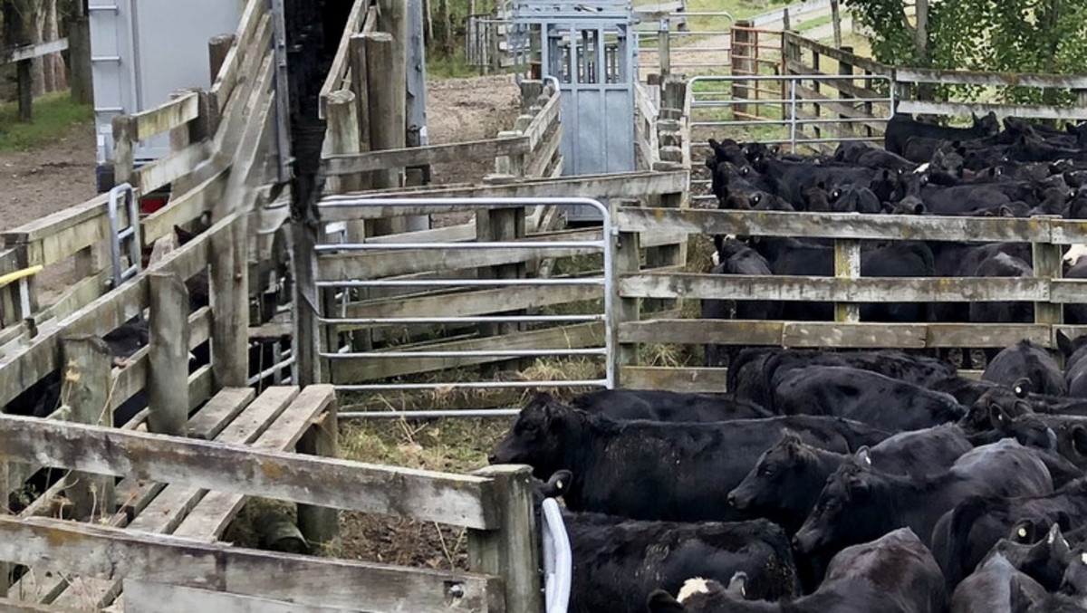 Location and Scope  - Good Clean Grazing Country