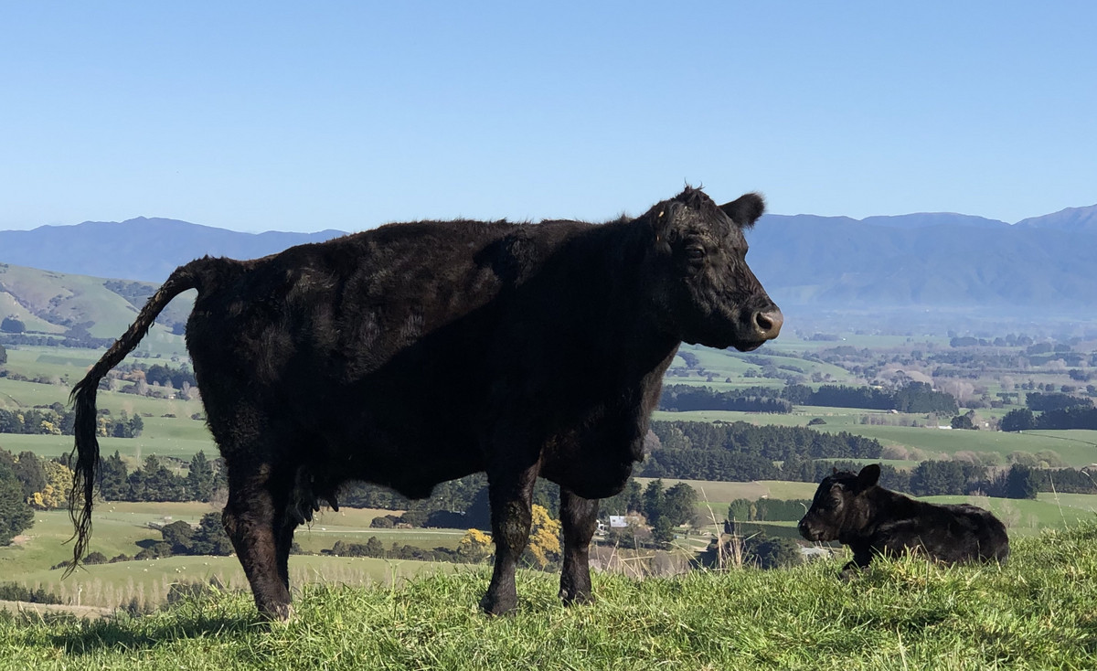 Location and Scope  - Good Clean Grazing Country