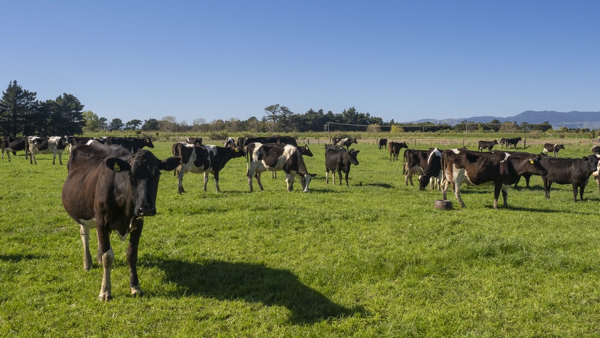 South Wairarapa Dairy Farm with Potential